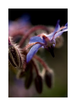 BORAGO AFFICINALIS